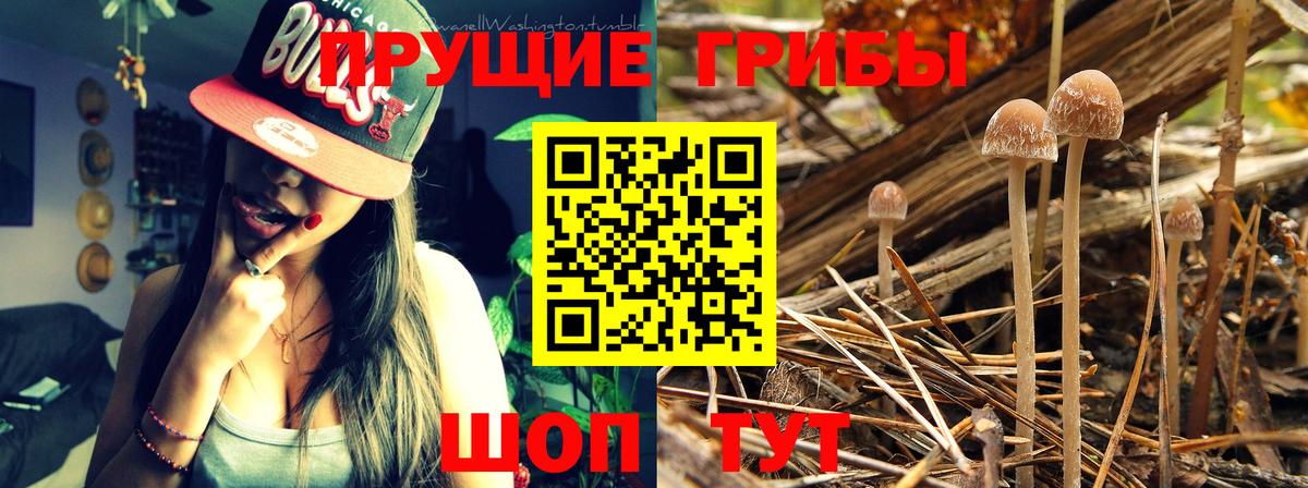 Галлюциногенные грибы прущие грибы  Вход с VPN  Сердобск  Псилоцибиновые грибы Psilocybe 